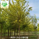重慶北碚復(fù)葉槭