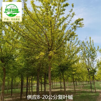 甘肅武威復(fù)葉槭報價