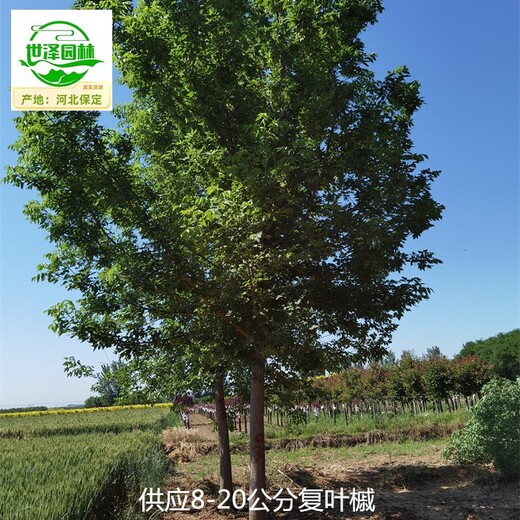 安徽蚌埠復(fù)葉槭產(chǎn)地出售