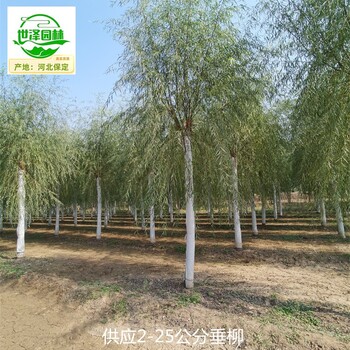 8公分垂柳廠家供應(yīng)