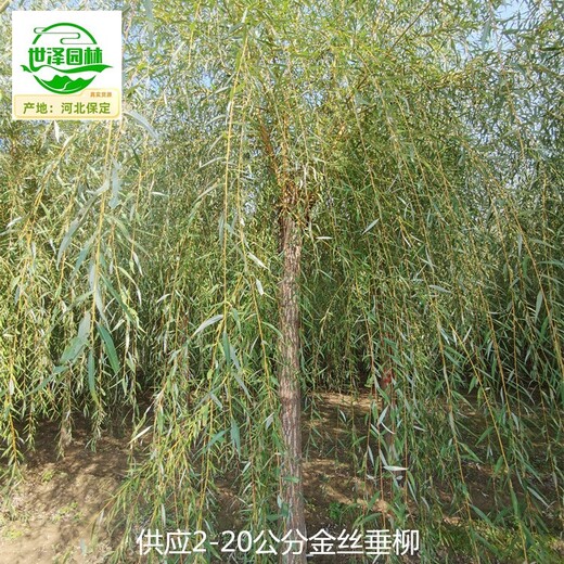 重慶云陽金絲垂柳產(chǎn)地供應(yīng),黃金柳