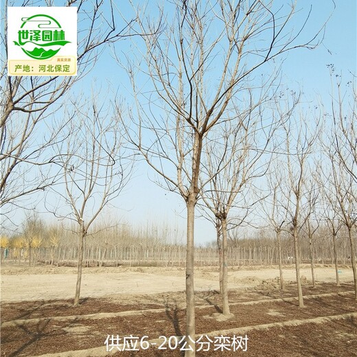 內蒙古通遼欒樹信息價,北欒