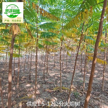 6公分火炬樹苗圃價格,鹽膚木