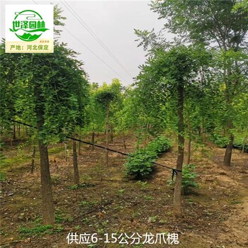 14公分龍爪槐產地,垂槐