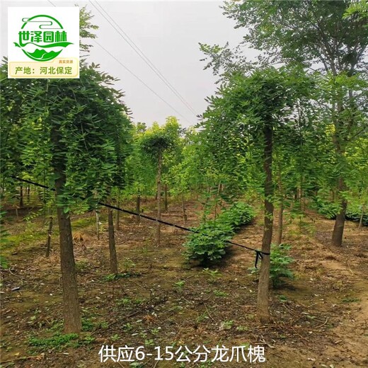 18公分龍爪槐批發(fā)商,垂槐