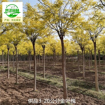 13公分金葉槐廠家批發(fā),國槐樹