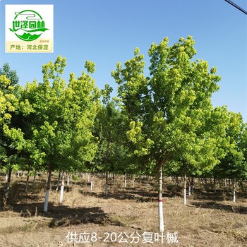 甘肅武威復(fù)葉槭報價