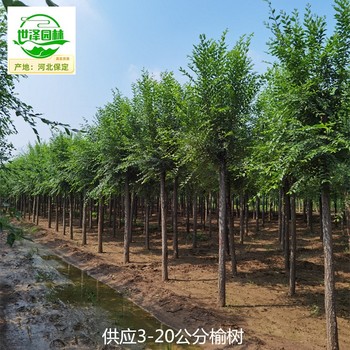 5公分榆樹苗圃報(bào)價(jià),平頭榆樹