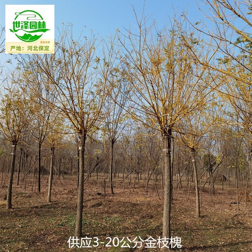 河南漯河金枝槐樹,樹大型好