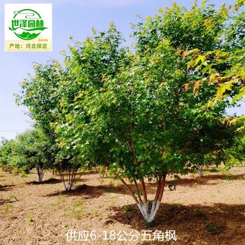 西藏昌都五角楓苗木出售