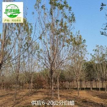 12公分白蜡苗圃价格