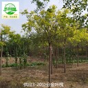 甘肅定西金葉槐基地出售