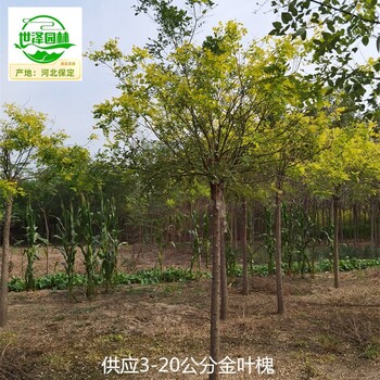 甘肅定西金葉槐基地出售