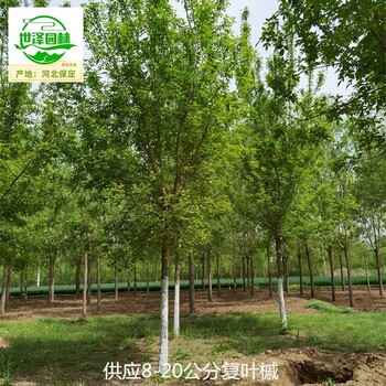 遼寧遼陽(yáng)復(fù)葉槭苗圃價(jià)格