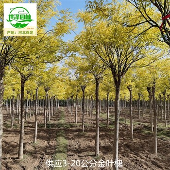 金葉槐產地價格,國槐