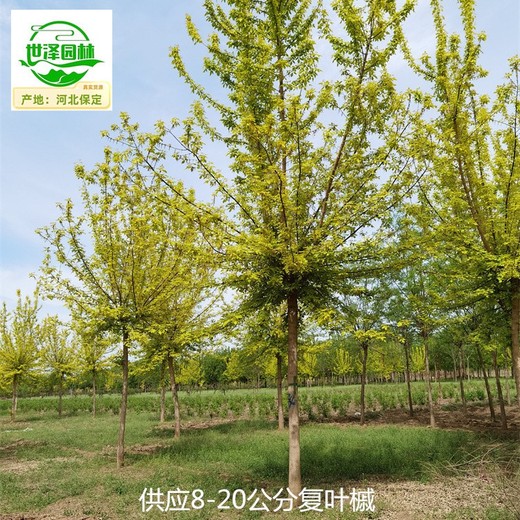 烏魯木齊復葉槭,糖槭