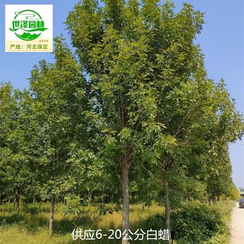 12公分白蠟樹苗出售,樹形美觀