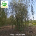 16公分垂柳苗圃供應(yīng),絳柳