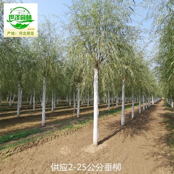 13公分垂柳產(chǎn)地批發(fā)