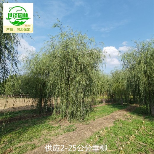 25公分垂柳基地報價,絳柳