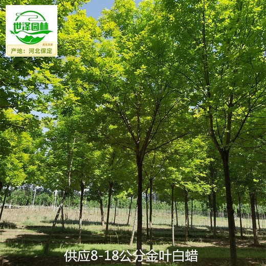 北京懷柔金葉白蠟廠家供應