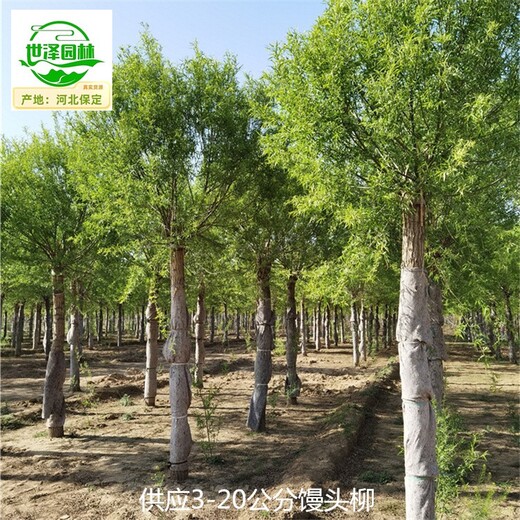 西藏饅頭柳樹(shù)批發(fā),柳樹(shù)