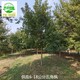 五角楓樹苗批發(fā)圖