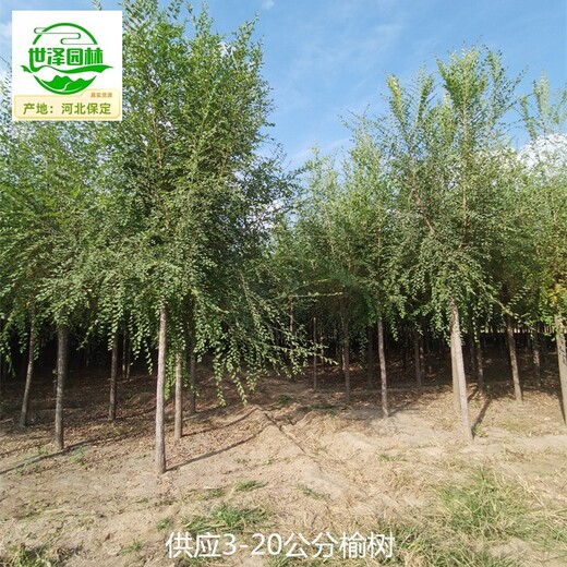 3公分榆樹批發價,白榆樹