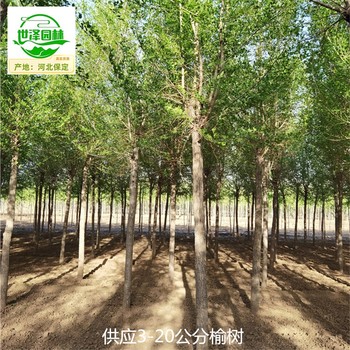 5公分榆樹苗木報價,白榆樹