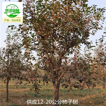 柿子樹(shù),磨盤(pán)柿子樹(shù)