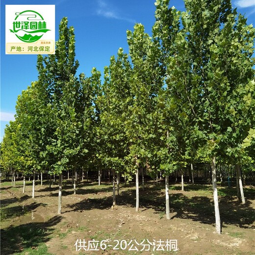 山西陽泉法桐產(chǎn)地出售,鮮活易養(yǎng)
