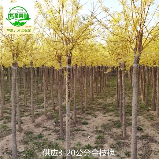 湖北十堰金枝槐苗木批發(fā)