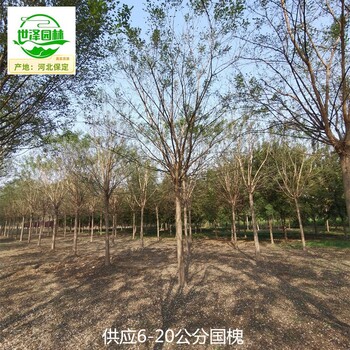 14公分國(guó)槐報(bào)價(jià),老式國(guó)槐