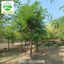 刺槐基地出售,洋槐樹