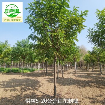 14公分紅花刺槐苗圃價(jià)格,紅花洋槐