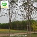 13公分千頭椿價(jià)格,臭椿樹(shù)
