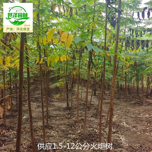 內蒙古包頭火炬樹(shù)廠(chǎng)家報價(jià),高存活率