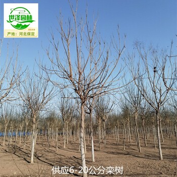 12公分欒樹(shù)廠家,北欒