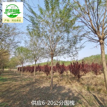 山西陽泉國槐,老式國槐