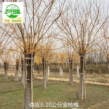 8公分金枝槐苗圃報(bào)價(jià)