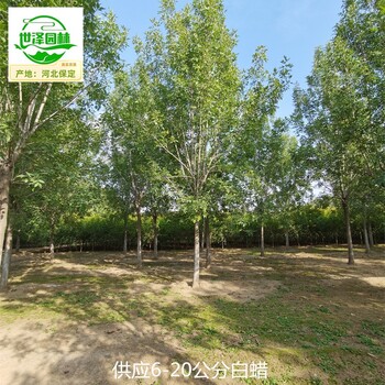 內(nèi)蒙古赤峰白蠟,桿直帽圓