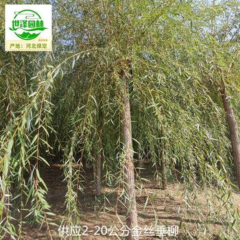 湖南邵陽9公分金絲垂柳報(bào)價(jià)
