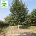 河南三門峽元寶楓苗圃基地