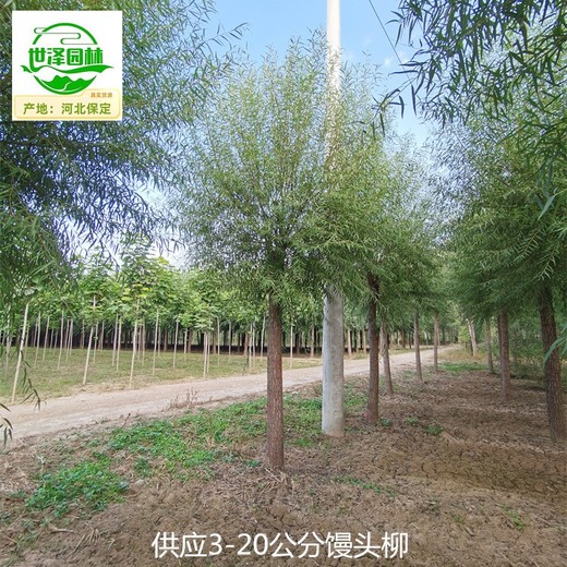 重慶城口饅頭柳出售,觀(guān)賞性強