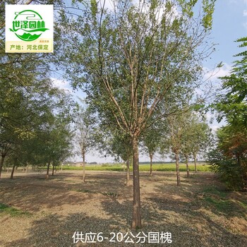 14公分國(guó)槐報(bào)價(jià),老式國(guó)槐