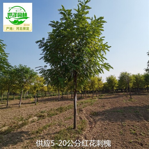 13公分紅花刺槐苗圃報價,紅花槐