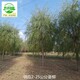 垂柳苗木報(bào)價(jià)圖