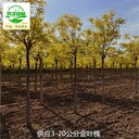 17公分金葉槐苗圃出售