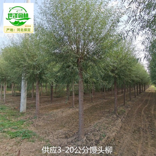 吐魯番饅頭柳苗木報價(jià),景觀(guān)價(jià)值高
