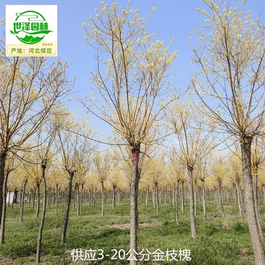 甘肅平?jīng)鼋鹬碑a(chǎn)地價(jià)格,黃金槐